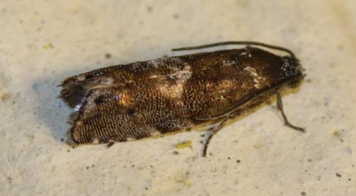 Pammene splendidulana